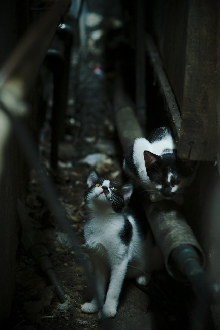 久保建英关键先生闪耀,洪都拉斯力克沙特终结对手不败神话