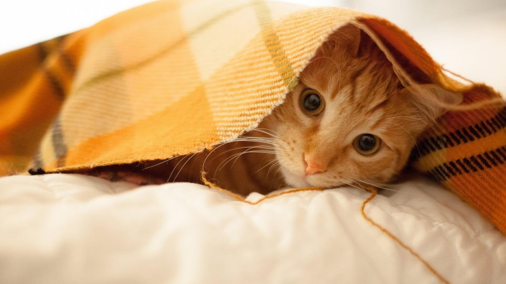 铜墙铁壁与孤胆英雄,团队铁律与个人神话的交响