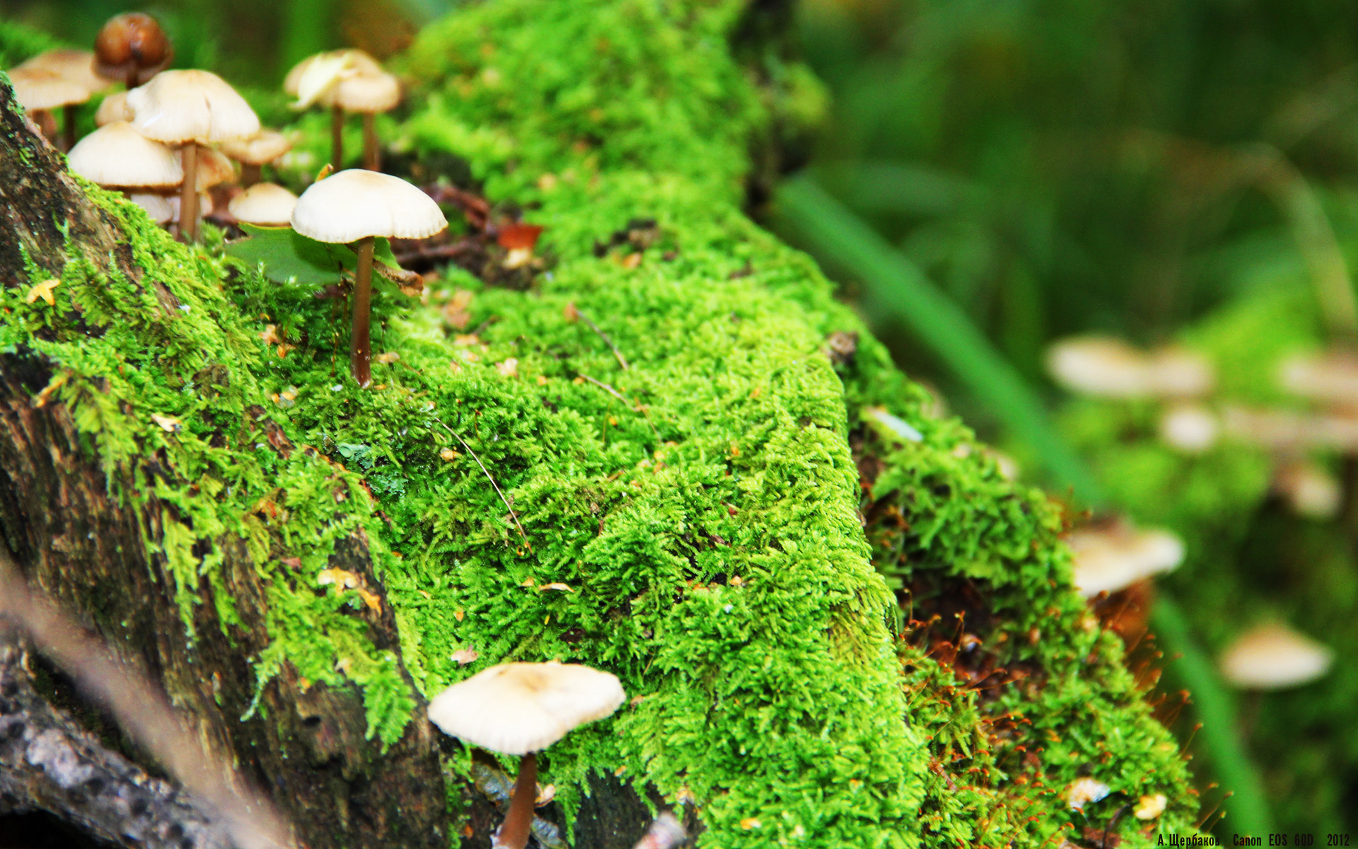 骑士轻取深圳队,浓眉NBA总决赛铸就传奇