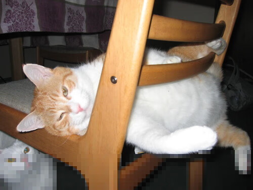 塔图姆，在2026世界杯之夜的棋局上，他一手操控命运棋盘