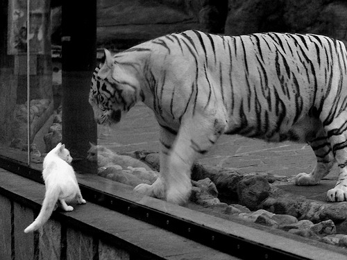 开云APP-奇才翻盘吉林队，贝恩成为关键先生，一场惊天逆转的篮球盛宴