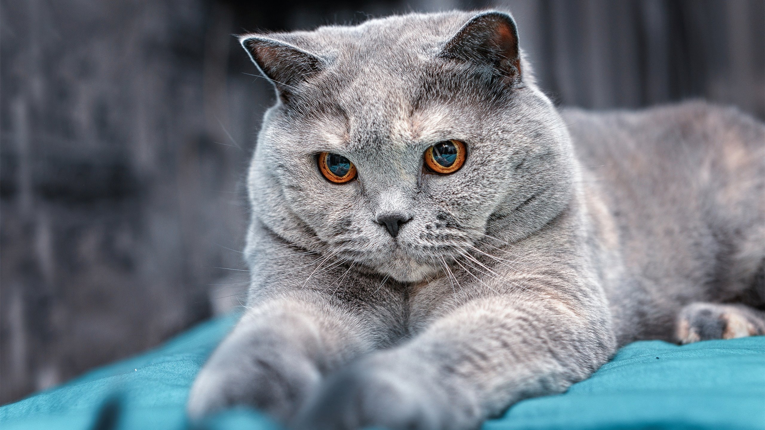 开云体育中国-孔德大爆炸！亚特兰大KO皇家社会，这就是现代足球的精准爆破