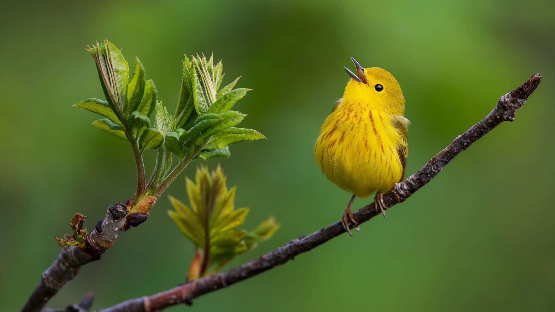 巴萨门神绝杀德国，当防线成为音符，攻守之势在指尖倒转