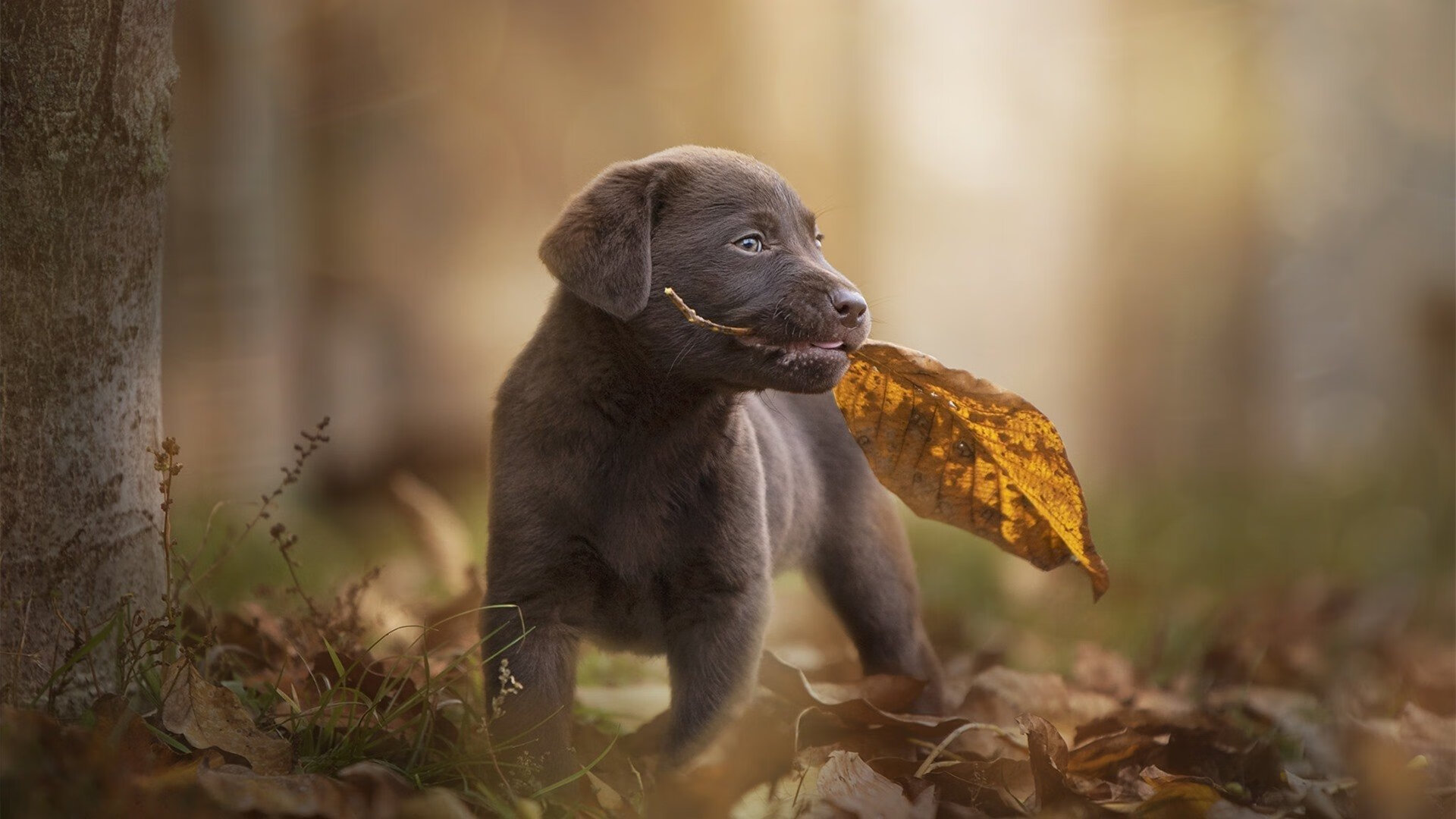 开云下载-奥运周期关键战之夜，基米希，绿茵场上的节奏大师