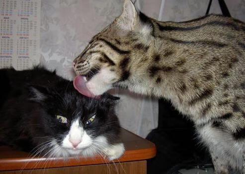 冷血封喉！伦纳德末节统治攻防，一手掌控黄蜂掘金生死战