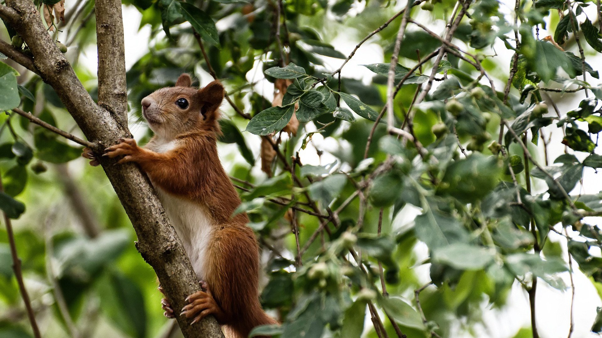 掘金提前终结悬念开拓者，西亚卡姆赛后评分拉满
