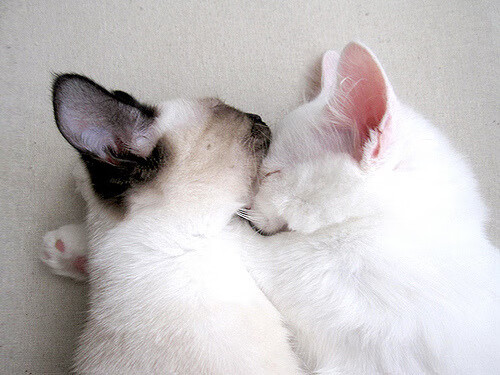 F1街道赛之夜，欧文全程高能输出的璀璨乐章