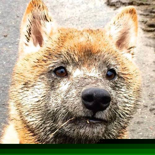 速度与高度，当F1银箭刺破巴林夜空，英格拉姆在另一个赛场刻下里程碑