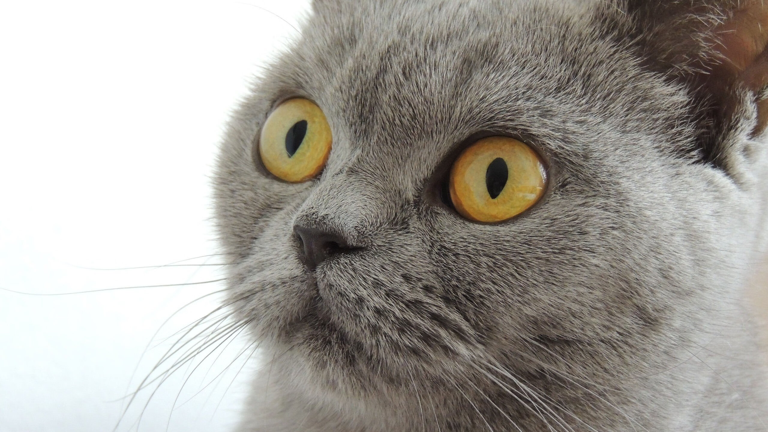 开云体育APP下载-西决生死战之夜，小贾伦的冠军级表演