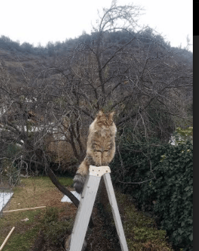 北京队用铁壁铜墙压垮太阳！世界杯焦点战上演得分狂潮